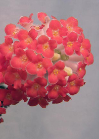 Edgeworthia chrysantha 'Akebono'